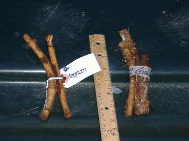 The magnum and kent golding rhizomes arrive!